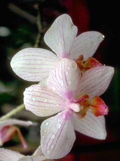 A pretty orchid