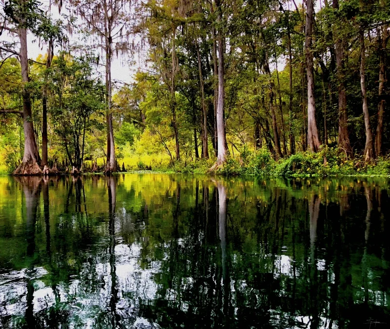 “Forest Bright” Raffle Created & Donated by Renowned Artist, Howard Spielman